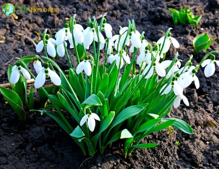 Historical Uses Of Snowdrops