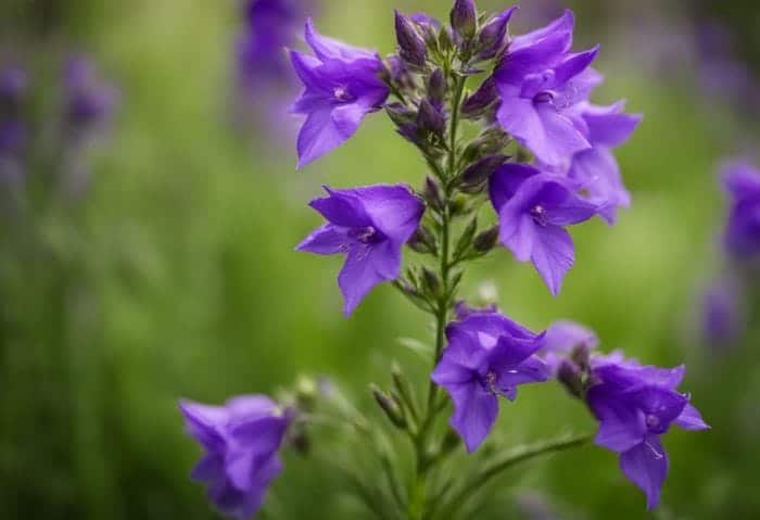 History and Symbolism Of Larkspur