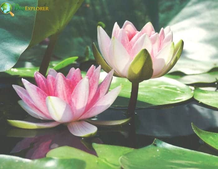 History and Symbolism Of Water Lilies