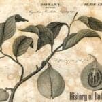 History of Botany