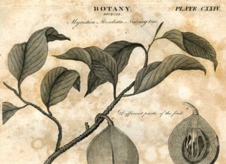 History of Botany