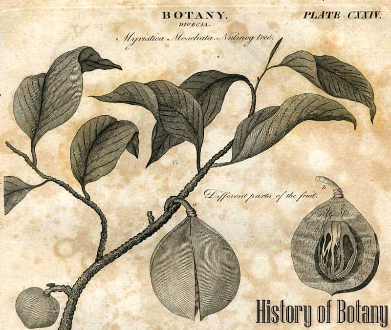 History of Botany