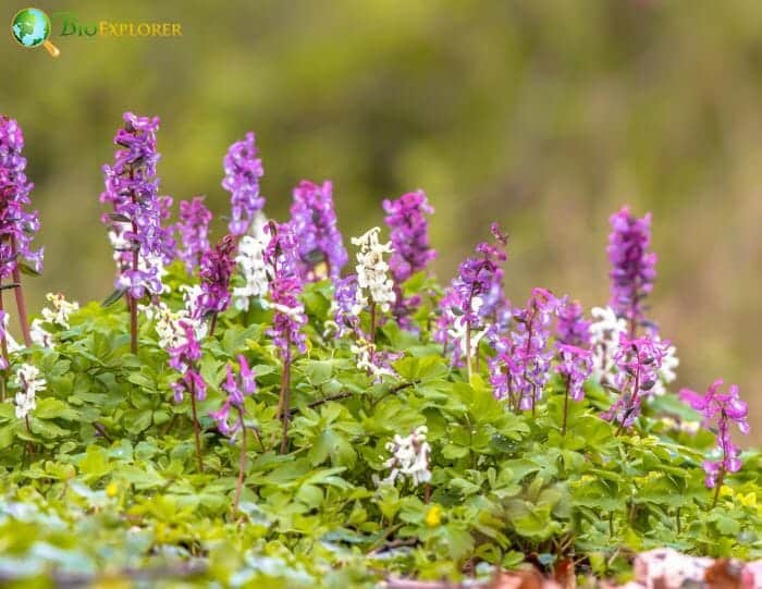 Hollowroot Flowers