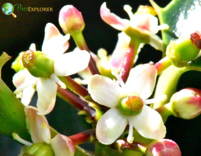 Holly Flowers Botanical Description