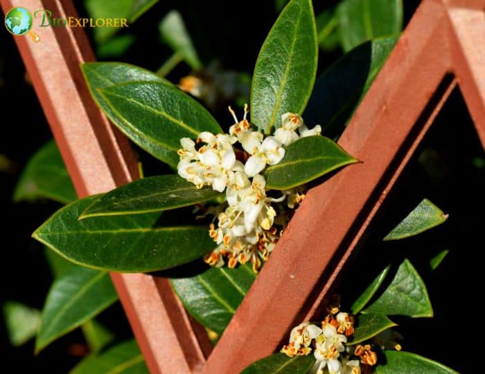 Holly Flowers Medicinal and Therapeutic Uses