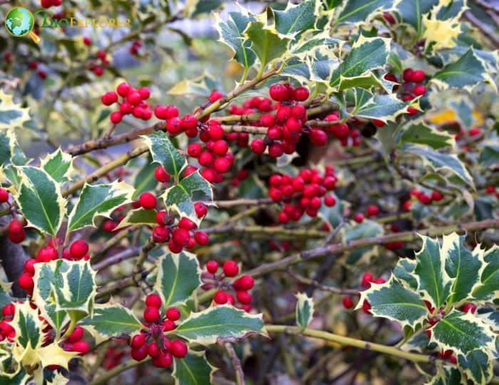 Holly Plant Cultivation and Care