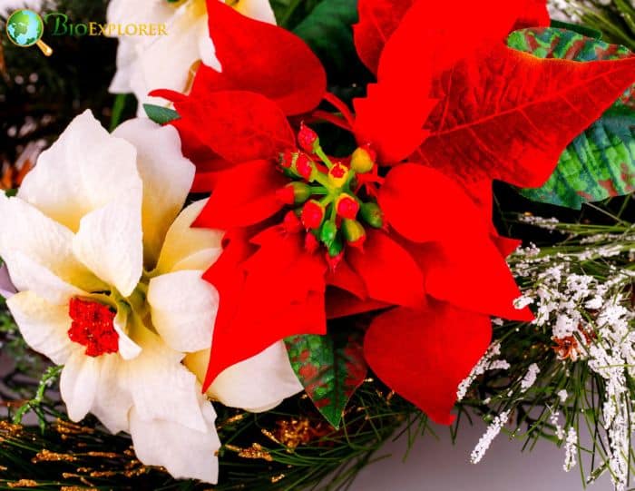 Holly Symbol Of Goodwill and Protection