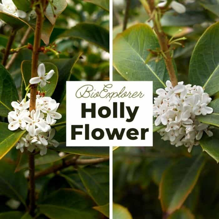 Holly