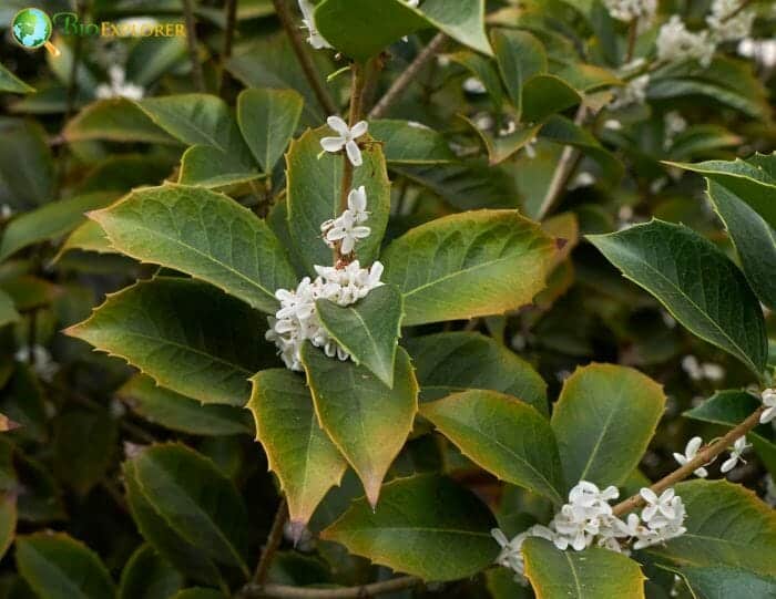 Holly Flowers