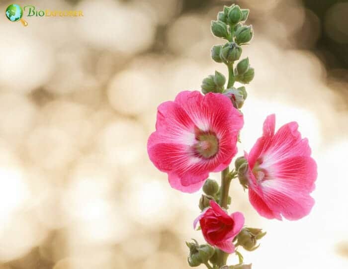 Hollyhock Flowers