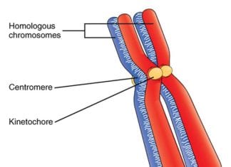 Homologous Chromosomes