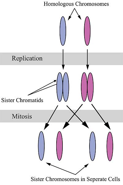 Homologous Chromosomes Structure