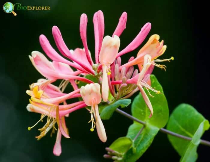 Honeysuckle Flowers