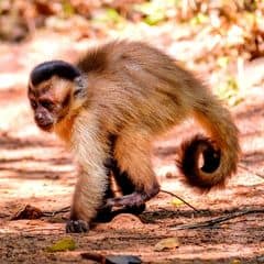 Hooded Capuchin