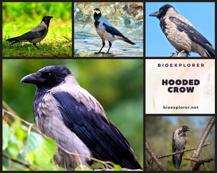 Hooded Crow