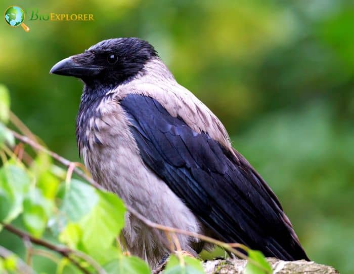 Hooded Crow