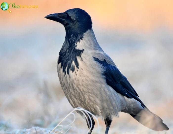 Hooded Crow