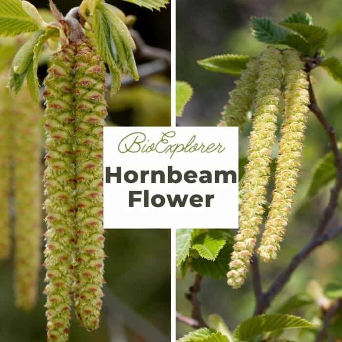 Hornbeam