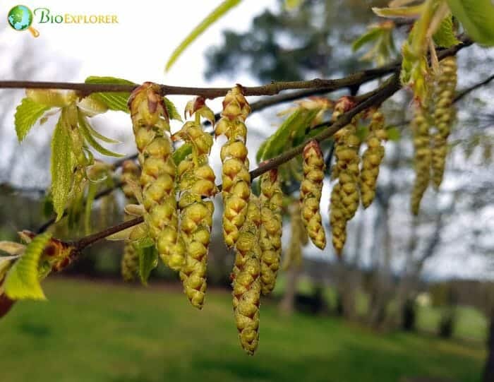 Hornbeam Flowers