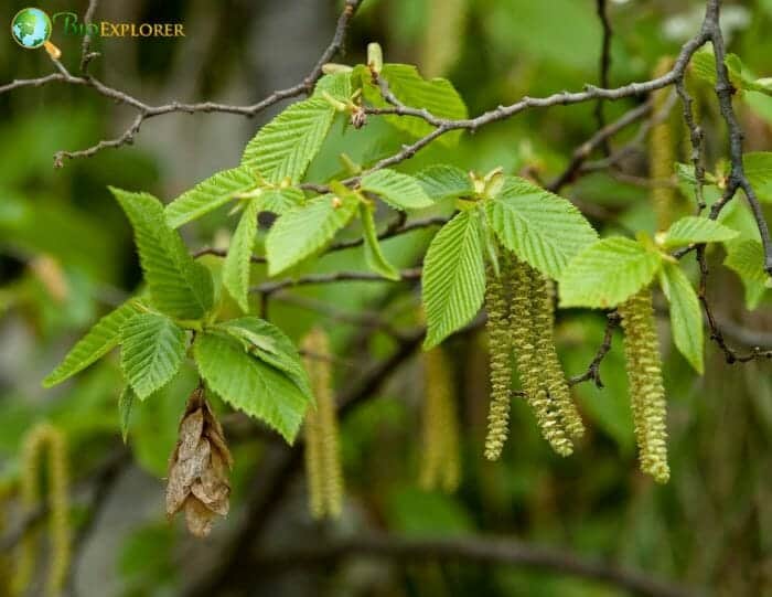 Hornbeam Flowers