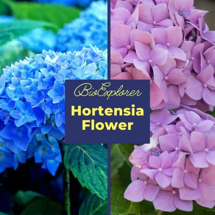 Hortensia