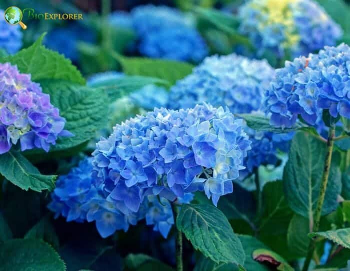 Hortensia Flowers