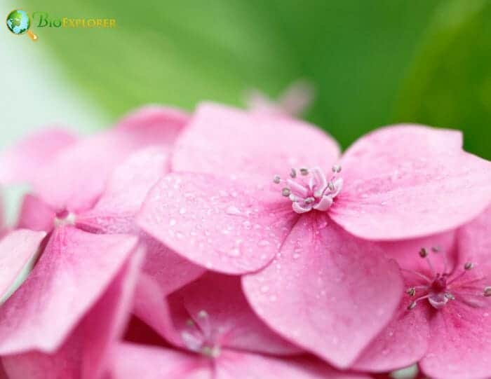 Hortensia Flowers