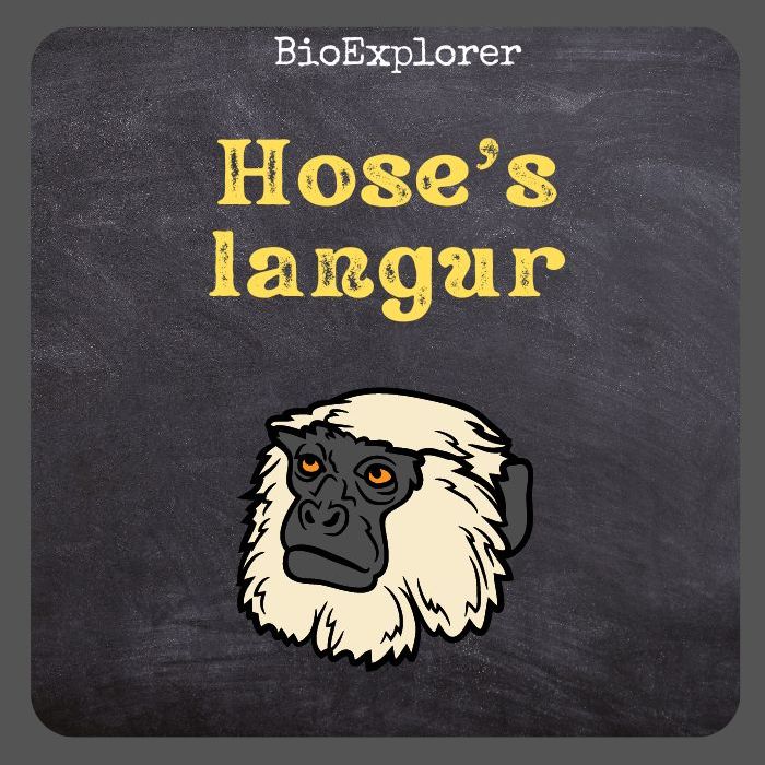 Hose's Langur