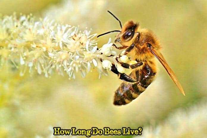 How Long Do Bees Live?