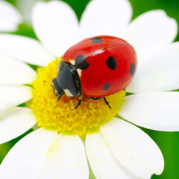 How Much Do Ladybugs Eat?