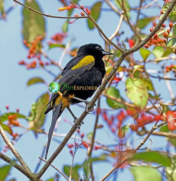 How Much Do Orioles Eat? (Cuban Oriole)