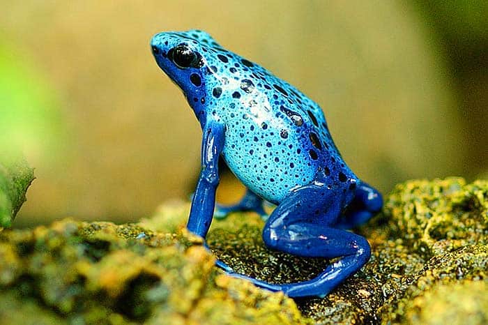 How often do frogs eat?