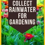 How To Collect Rainwater For Gardening?