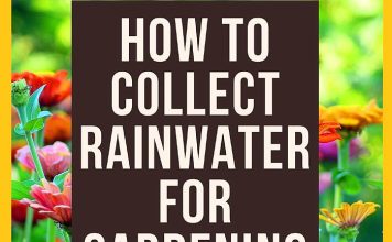 How To Collect Rainwater For Gardening?