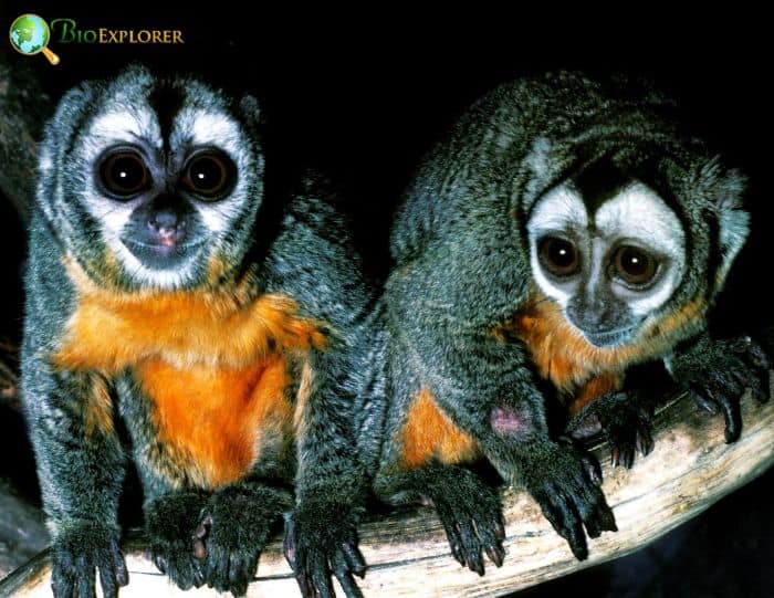 Humboldt's Night Monkey Characteristics | Aotus Trivirgatus Facts