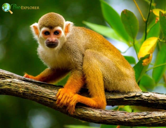 Humboldt's Squirrel Monkey 