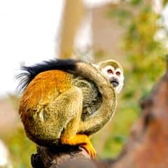 Humboldt's Squirrel Monkey