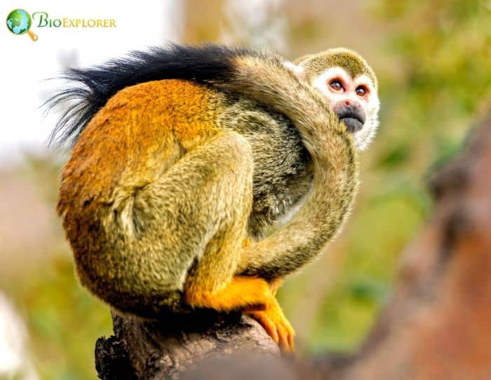 Humboldt's Squirrel Monkey