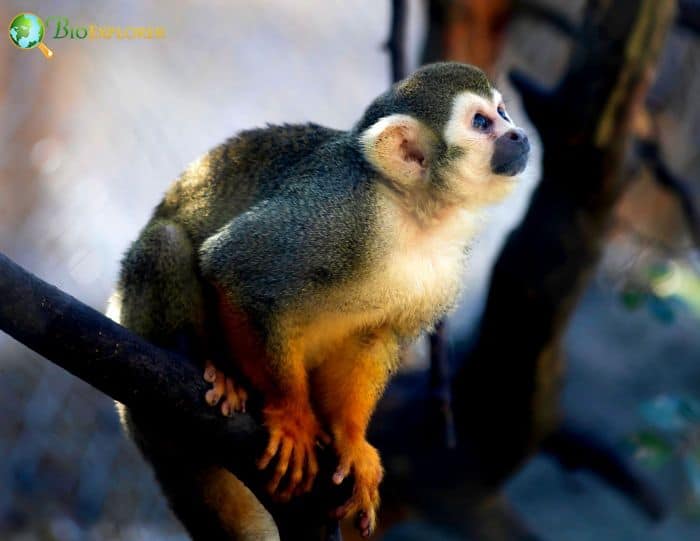 Humboldt's Squirrel Monkey