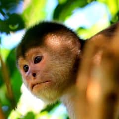 Humboldt's White-fronted Capuchin