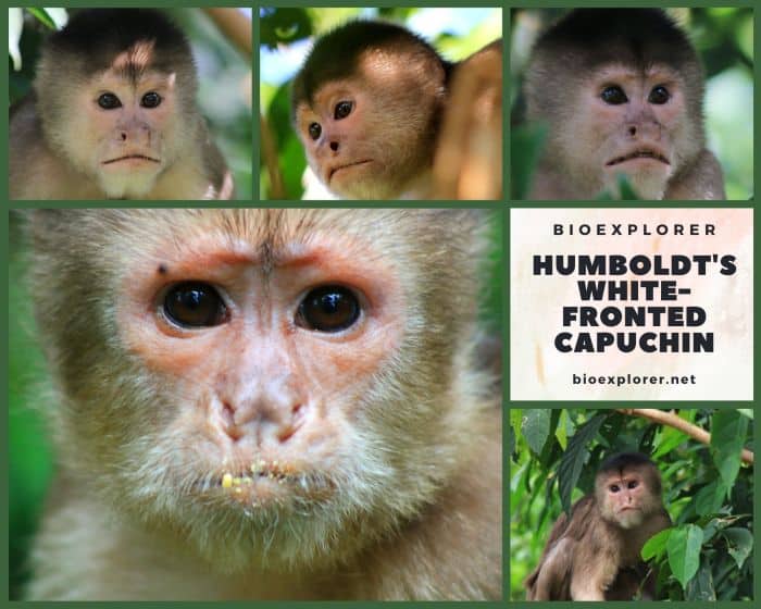 Humboldt's White Fronted Capuchin