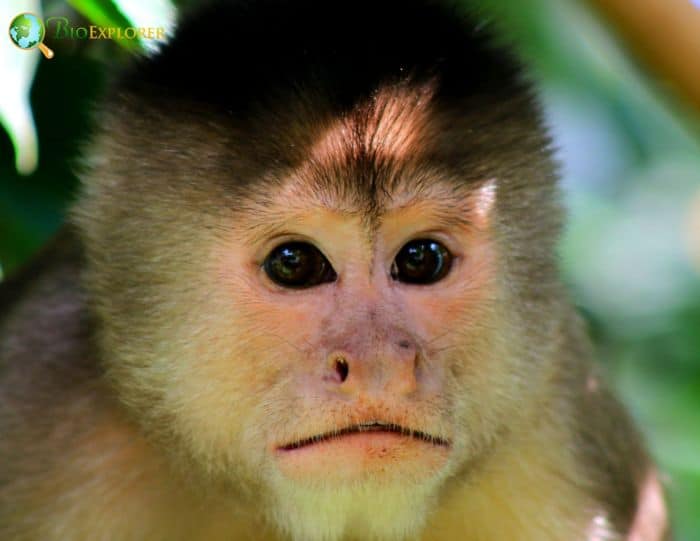 Humboldt's White Fronted Capuchin