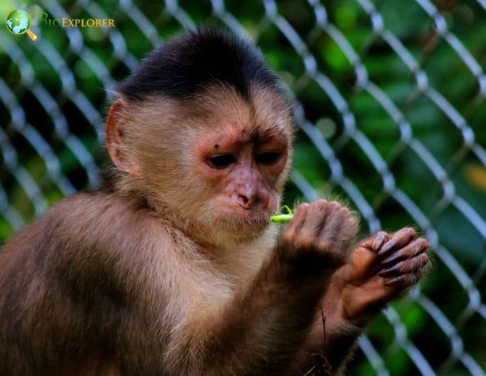 Humboldts White Fronted Capuchin