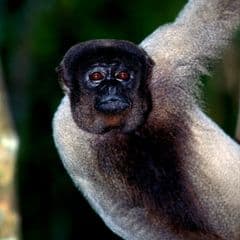 Humboldt's Woolly Monkey