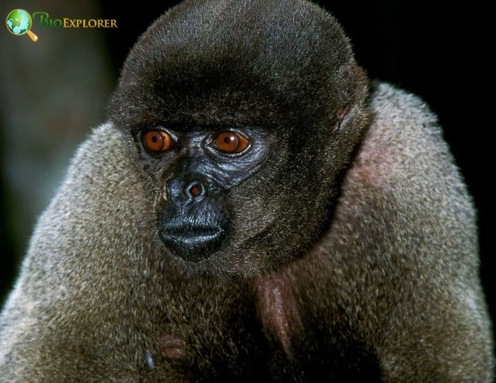 Humboldt's Woolly Monkey