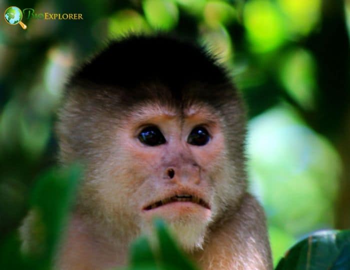 Humboldt's White Capuchins