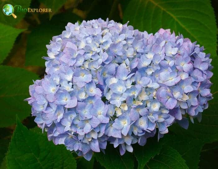 Hydrangea Macrophylla