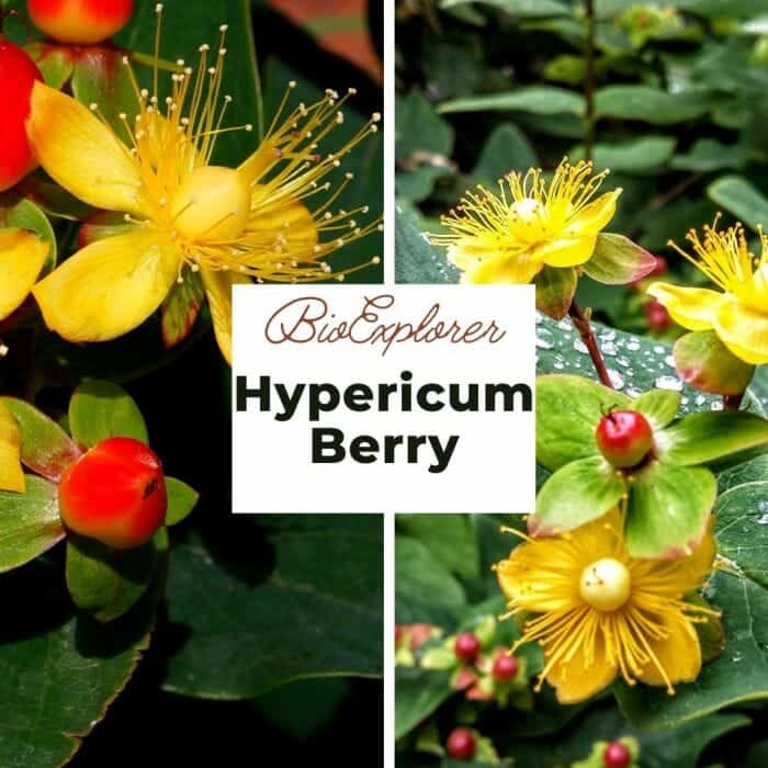 Hypericum Berry