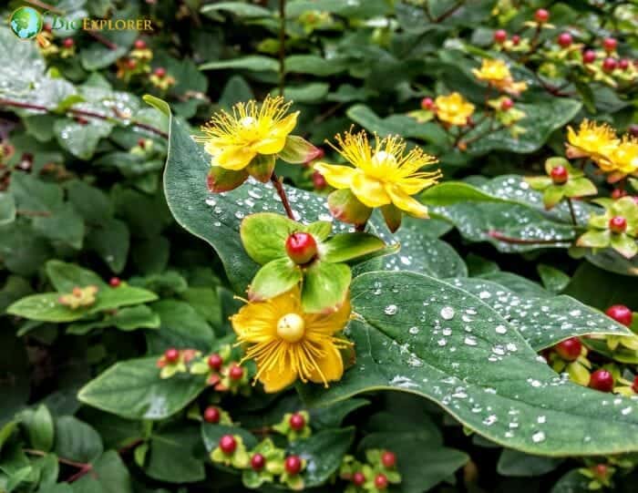 Hypericum Berry