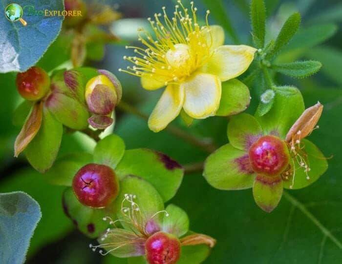 Hypericum Berry Flowers